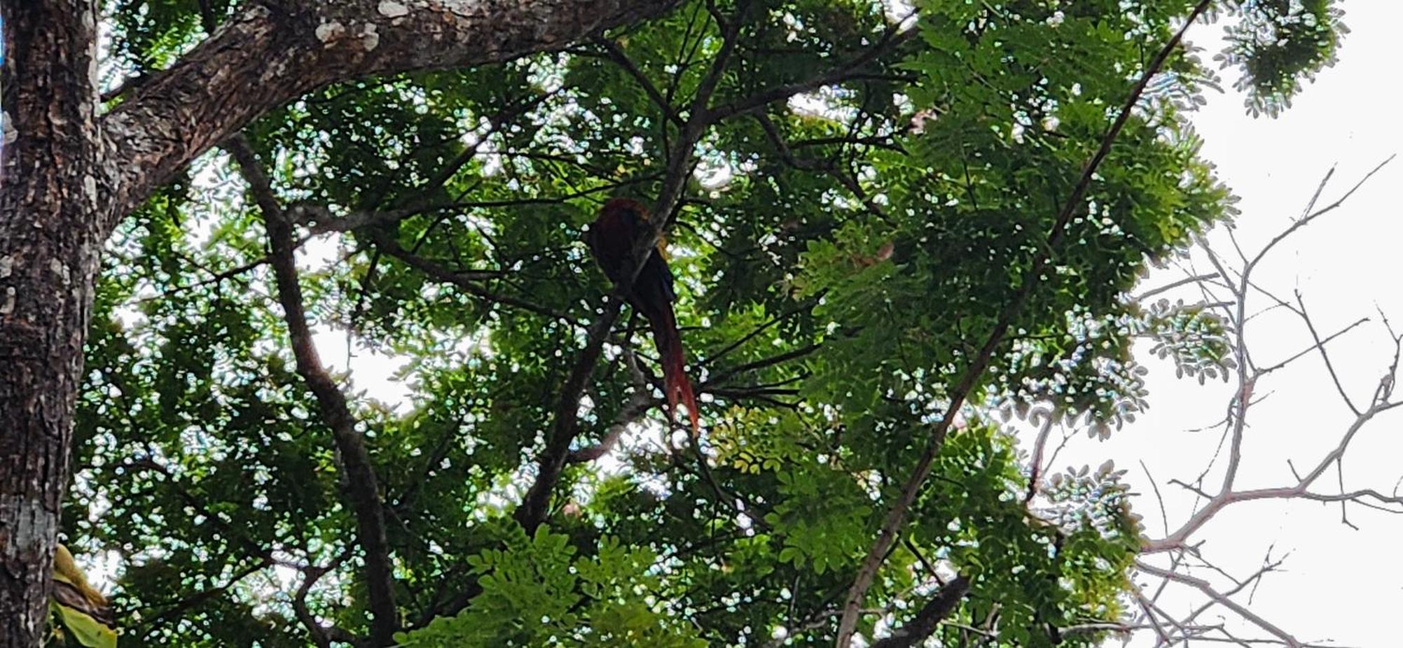 Macaw Paradise Jacó Exteriér fotografie